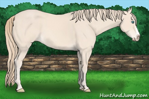 Horse Color: Perlino Splash 
