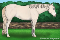 Horse Color:Perlino Splash