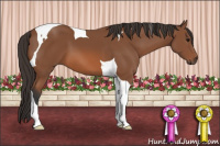 Horse Color:Bay Tobiano 