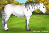 Horse Color:Gray Bay 