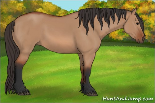 Horse Color: Unknown 