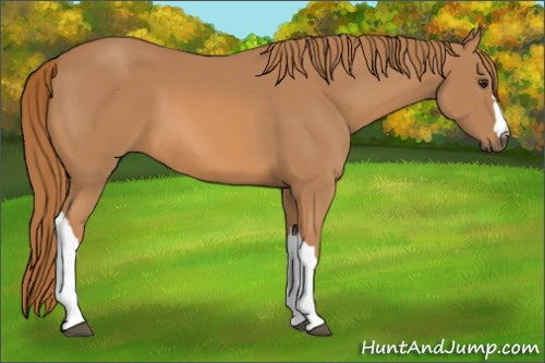 Horse Color: Chestnut 
