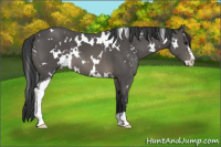 Horse Color:White Spotted Brown Sabino 