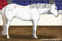 Horse Color:Buckskin Ice Sabino Splash Near Leopard 