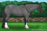 Horse Color:Blue Roan 