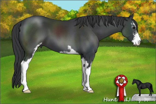 Horse Color: Black Sabino 