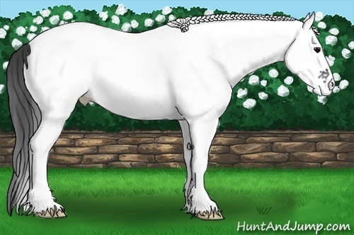 Horse Color: White Spotted Black 