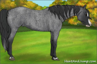Horse Color:Blue Roan Splash 