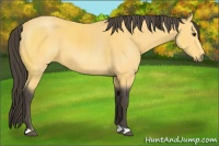 Horse Color:Buckskin 