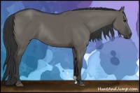 Horse Color:Grullo Rabicano 