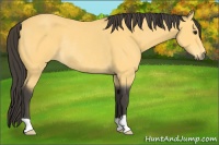 Horse Color:Buckskin Rabicano 