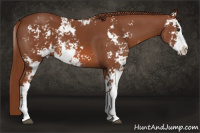 Horse Color:Liver Chestnut Sabino