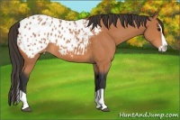 Horse Color:Bay Splash Appaloosa 