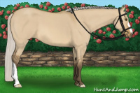Horse Color:Silver Buckskin Roan Dun