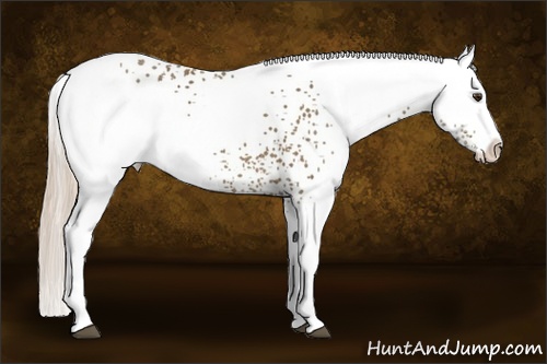 Horse Color: White Spotted Chocolate Palomino Splash 