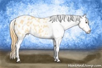 Horse Color:Buckskin Roan Dun Blanket 