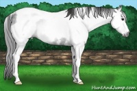 Horse Color:Gray Black Tobiano Frame 