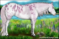 Horse Color:Watercolor Chocolate Palomino Splash Appaloosa 