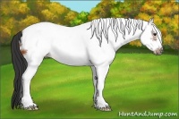 Horse Color:White Spotted Bay Frame