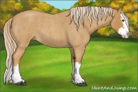 Horse Color:Palomino Roan Sabino Splash 