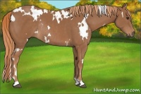 Horse Color:White Spotted Chestnut Rabicano 