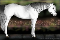 Horse Color:Gray White Spotted Black 