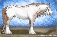 Horse Color:Liver Chestnut Frame Appaloosa