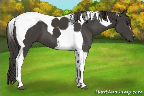 Horse Color:Smoky Black Tobiano
