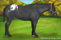 Horse Color:Blue Roan Appaloosa 