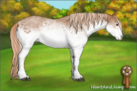 Horse Color:White Spotted Chestnut 