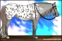 Horse Color:Smoky Grullo Appaloosa 