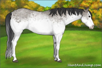 Horse Color:White Spotted Grullo Splash 