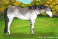 Horse Color:White Spotted Grullo