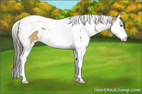 Horse Color:White Spotted Buckskin Splash Tobiano