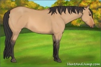 Horse Color:Bay Dun