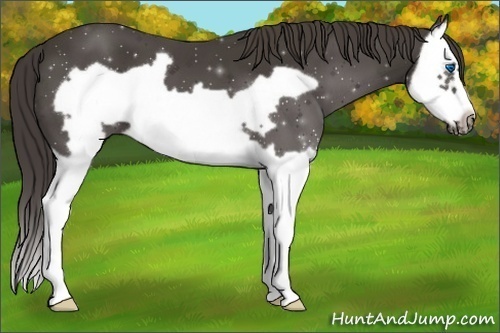 Horse Color: Smoky Black Splash Frame 
