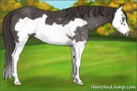 Horse Color:Smoky Black Splash Frame 
