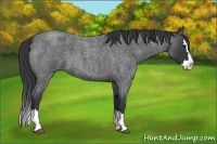 Horse Color:Blue Roan Splash 