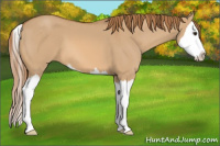 Horse Color:Red Dun Sabino Splash 