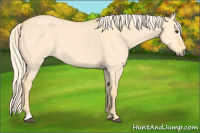 Horse Color:Palomino Dun Sabino