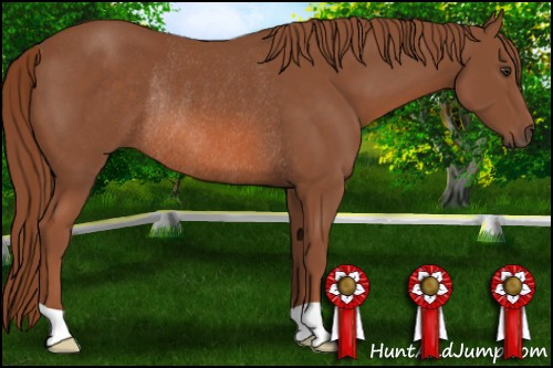 Horse Color: Liver Chestnut Rabicano 