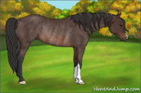 Horse Color:Brown Rabicano 