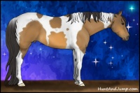 Horse Color:Buckskin Tobiano