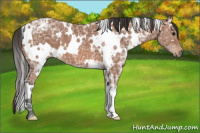 Horse Color:White Spotted Bay Ice