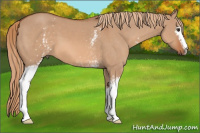 Horse Color:White Spotted Liver Red Dun 