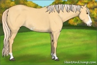 Horse Color:Palomino Dun Sabino