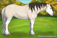 Horse Color:Buckskin Roan Dun Sabino Splash 