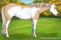 Horse Color:Palomino Roan Dun Sabino Splash Frame 