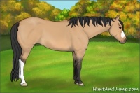 Horse Color:Bay Dun