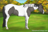 Horse Color:Grullo Tobiano 